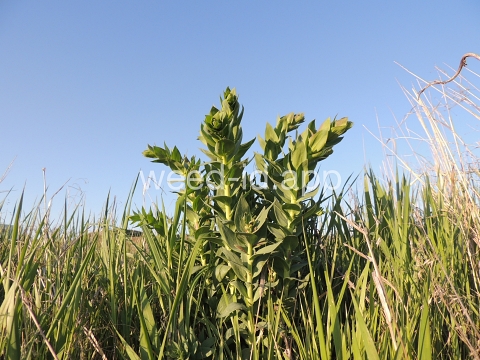 toadflax, Dalmatian